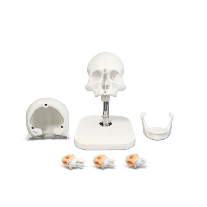 Фото товара Тренажер по оториноларингологии