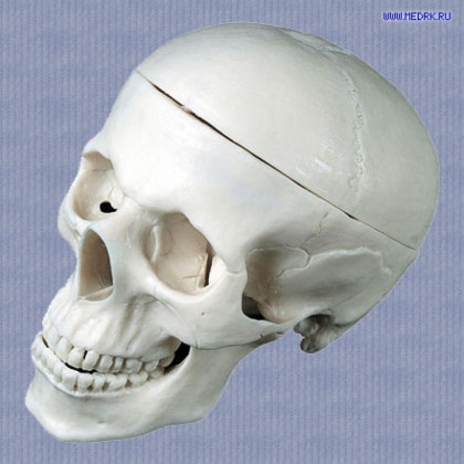 Модель черепа человека P-4 пластиковая Фото товара Модель черепа человека P-4 пластиковая