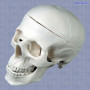 Модель черепа человека P-4 пластиковая Фото товара Модель черепа человека P-4 пластиковая