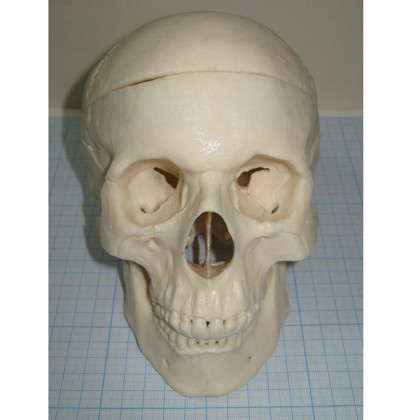 Модель черепа человека P-4 пластиковая Фото товара Модель черепа человека P-4 пластиковая