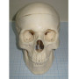 Модель черепа человека P-4 пластиковая Фото товара Модель черепа человека P-4 пластиковая