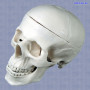 Модель черепа человека P-4 пластиковая Фото товара Модель черепа человека P-4 пластиковая