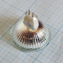 Лампа галогенная (галогеновая) Osram 44870 WFL 12V 50W GU5,3 Фото товара Лампа галогенная (галогеновая) Osram 44870 WFL 12V 50W GU5,3
