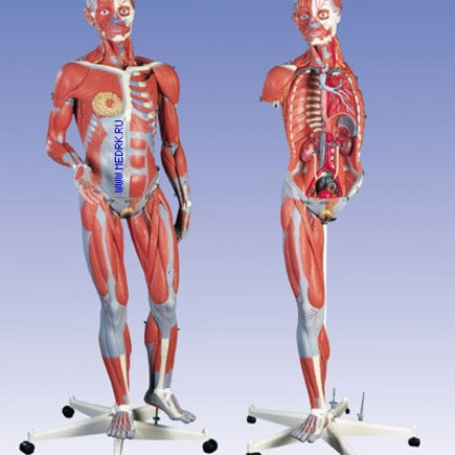 Модель тела человека с мышцами, двуполая, 45 частей B50 Фото товара Модель тела человека с мышцами, двуполая, 45 частей B50