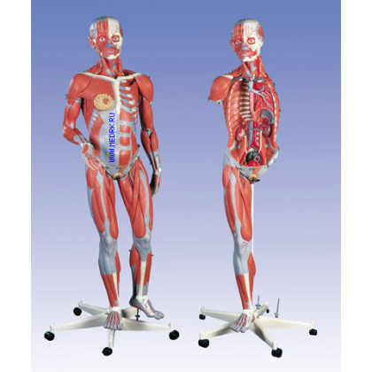 Модель тела человека с мышцами, двуполая, 45 частей B50 Фото товара Модель тела человека с мышцами, двуполая, 45 частей B50