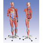 Модель тела человека с мышцами, двуполая, 45 частей B50 Фото товара Модель тела человека с мышцами, двуполая, 45 частей B50