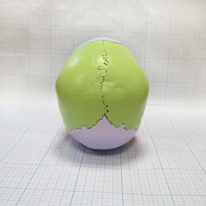 Модель черепа A291 Фото товара Модель черепа A291