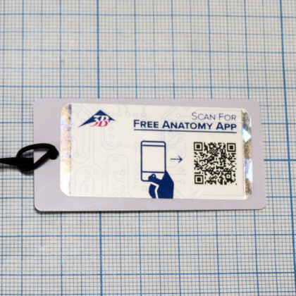 Модель черепа A291 Фото товара Модель черепа A291