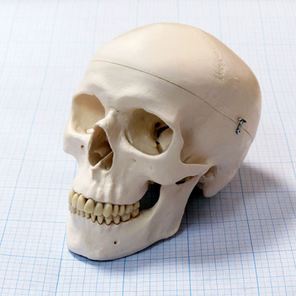 Макет черепа A20 Фото товара Макет черепа A20