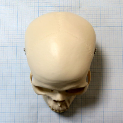 Макет черепа A20 Фото товара Макет черепа A20