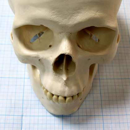 Макет черепа A20 Фото товара Макет черепа A20