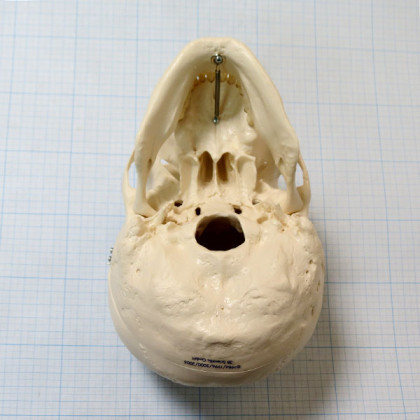 Макет черепа A20 Фото товара Макет черепа A20