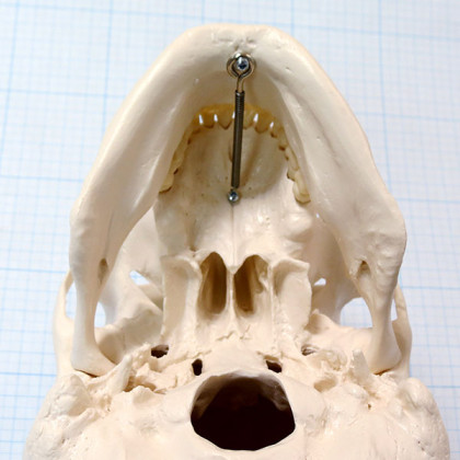 Макет черепа A20 Фото товара Макет черепа A20