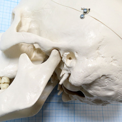 Макет черепа A20 Фото товара Макет черепа A20