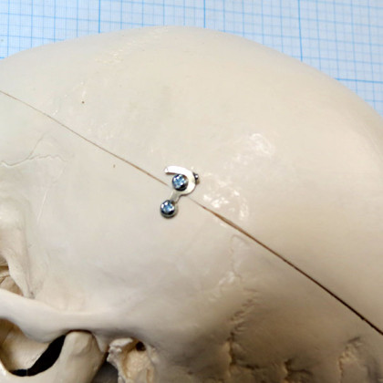 Макет черепа A20 Фото товара Макет черепа A20