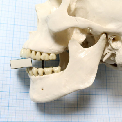 Макет черепа A20 Фото товара Макет черепа A20