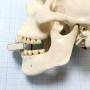 Макет черепа A20 Фото товара Макет черепа A20