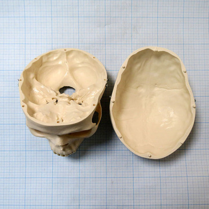 Макет черепа A20 Фото товара Макет черепа A20