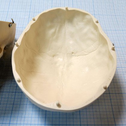 Макет черепа A20 Фото товара Макет черепа A20