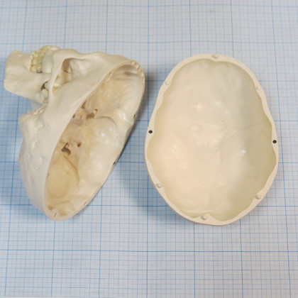 Макет черепа A20 Фото товара Макет черепа A20