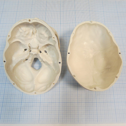 Макет черепа A20 Фото товара Макет черепа A20