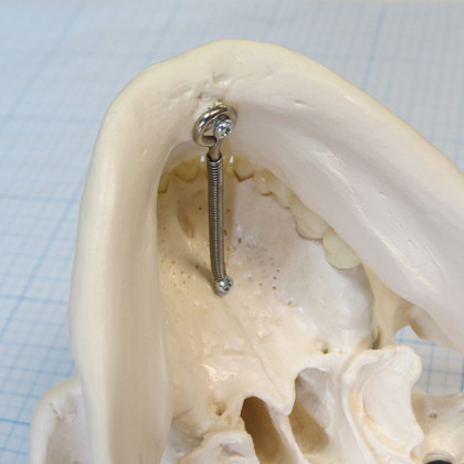 Макет черепа A20 Фото товара Макет черепа A20