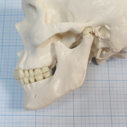Макет черепа A20 Фото товара Макет черепа A20