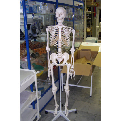 Модель скелета человека A10 Фото товара Модель скелета человека A10
