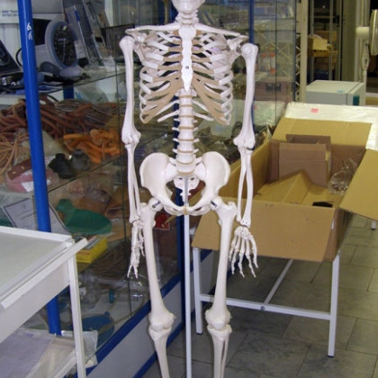 Модель скелета человека A10 Фото товара Модель скелета человека A10