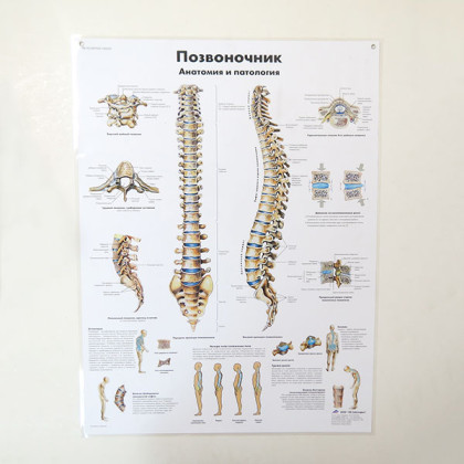 Фото товара Плакат Позвоночный столб ламинированный 3B Scientific