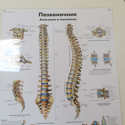 Фото товара Плакат Позвоночный столб ламинированный 3B Scientific