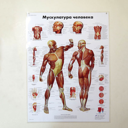 Фото товара Плакат Мускулатура человека ламинированный 3B Scientific