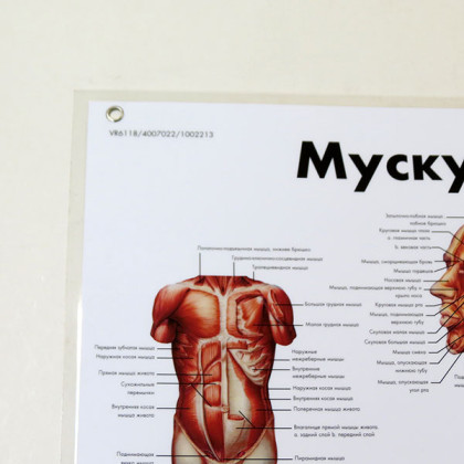 Фото товара Плакат Мускулатура человека ламинированный 3B Scientific