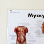 Фото товара Плакат Мускулатура человека ламинированный 3B Scientific