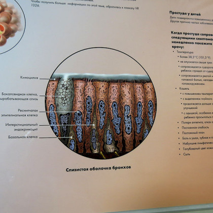Фото товара Плакат Инфекции дыхательных путей ламинированный, 3B Scientific