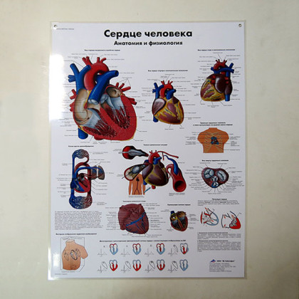 Фото товара Плакат Сердце человека ламинированный