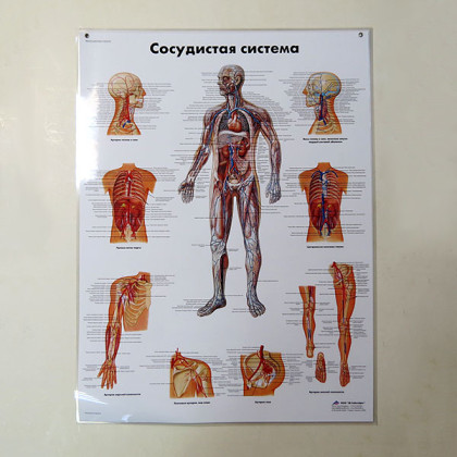 Фото товара Плакат Сосудистая система ламинированный