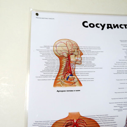 Фото товара Плакат Сосудистая система ламинированный