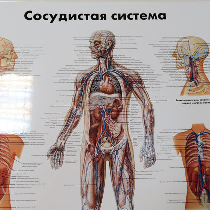Фото товара Плакат Сосудистая система ламинированный