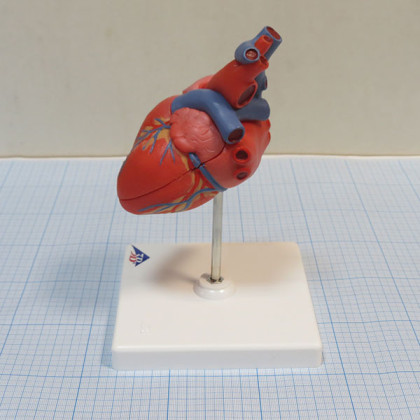Модель сердца G08 3B Scientific Фото товара Модель сердца G08 3B Scientific