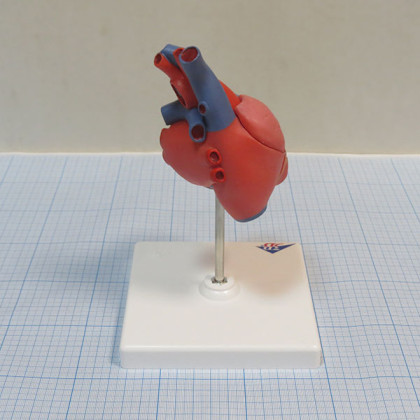 Модель сердца G08 3B Scientific Фото товара Модель сердца G08 3B Scientific
