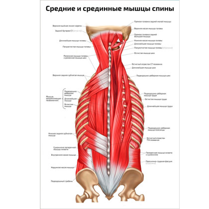 Средние и срединные мышцы спины — медицинский плакат по косметологии и массажу Фото товара Средние и срединные мышцы спины — медицинский плакат по косметологии и массажу