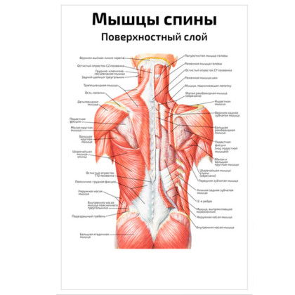 Фото товара Поверхностные мышцы спины — медицинский плакат по косметологии и массажу