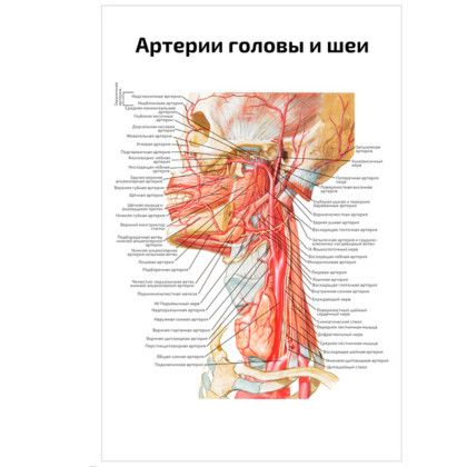Фото товара Артерии головы и шеи — медицинский плакат
