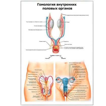 Гомология внутренних? половых органов — медицинский плакат Фото товара Гомология внутренних? половых органов — медицинский плакат