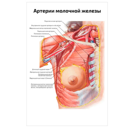 Артерии молочной железы — медицинский плакат Фото товара Артерии молочной железы — медицинский плакат