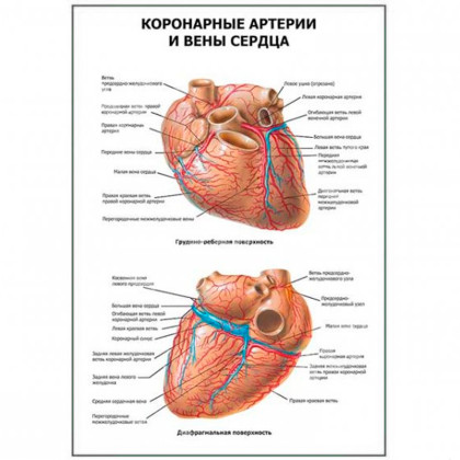 Коронарные артерии и вены сердца — медицинский плакат Фото товара Коронарные артерии и вены сердца — медицинский плакат
