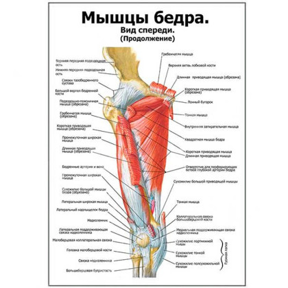 Фото товара Мышцы бедра: вид спереди (продолжение) — медицинский плакат