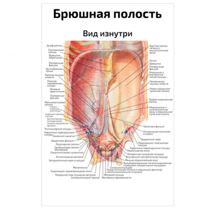 Брюшная полость — медицинский плакат Фото товара Брюшная полость — медицинский плакат