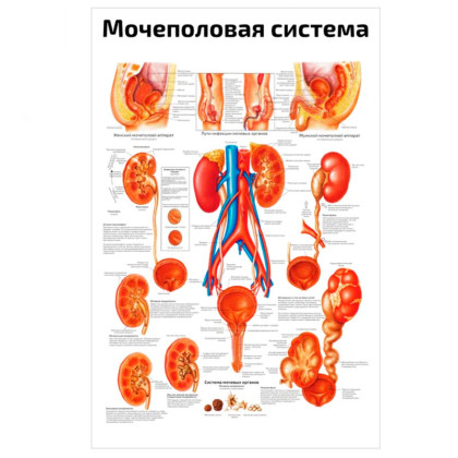 Мочеполовая система — медицинский плакат Фото товара Мочеполовая система — медицинский плакат